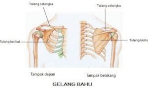 tulang gelang bahu