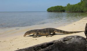 Pulau Biawak Indramayu