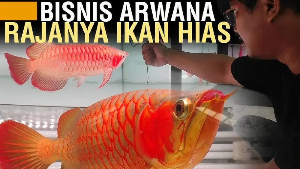 Bisnis Arwana Jalan Menuju Cuan Besar!