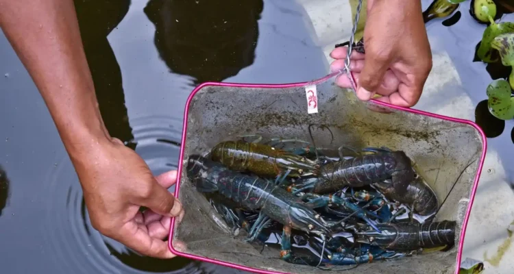 Rahasia Sukses Budidaya Lobster Air Tawar: Cuan Melimpah!