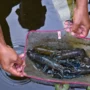 Rahasia Sukses Budidaya Lobster Air Tawar: Cuan Melimpah!