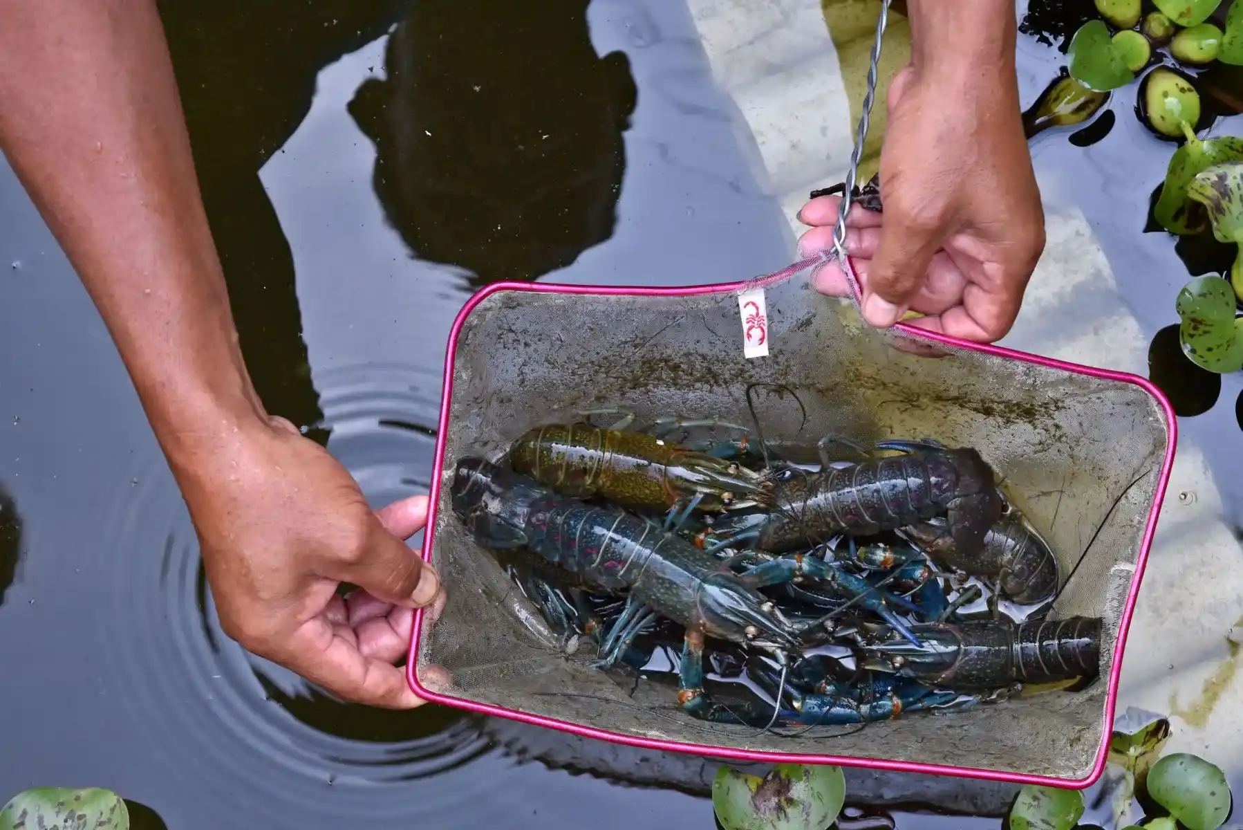 Rahasia Sukses Budidaya Lobster Air Tawar: Cuan Melimpah!